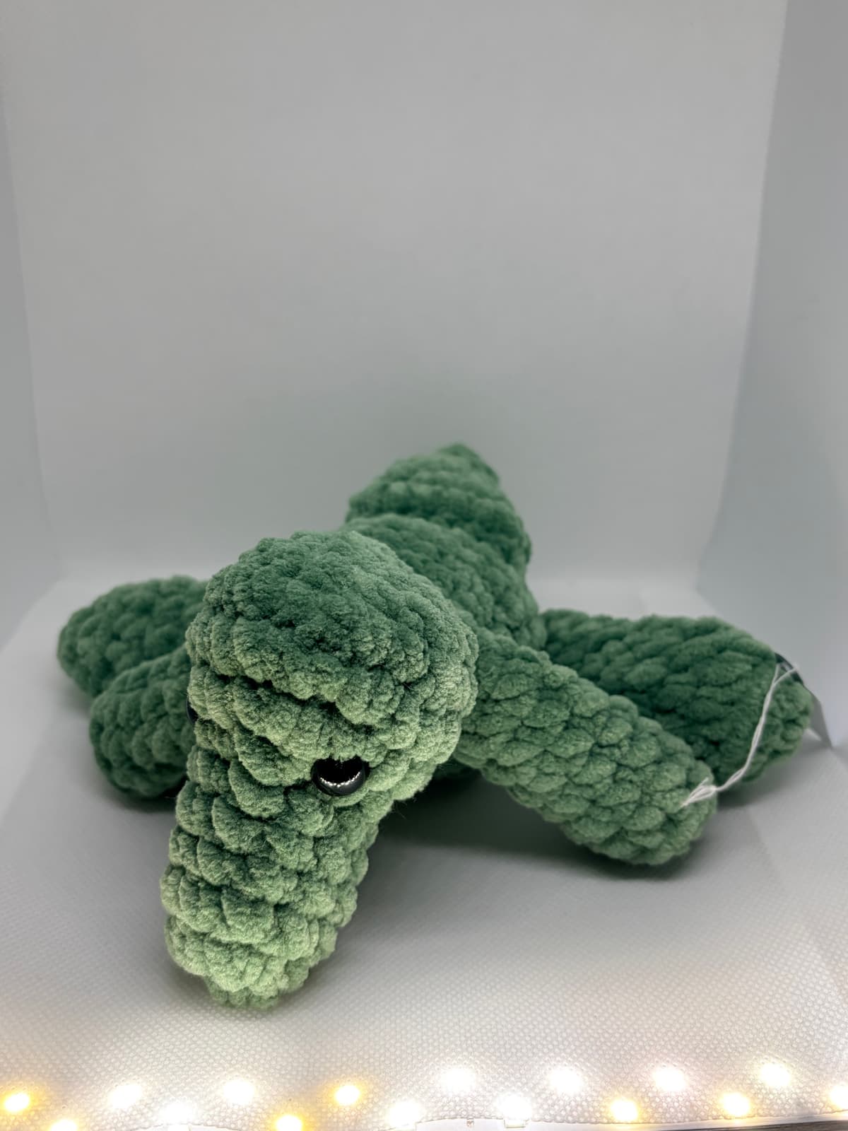 Alligator 